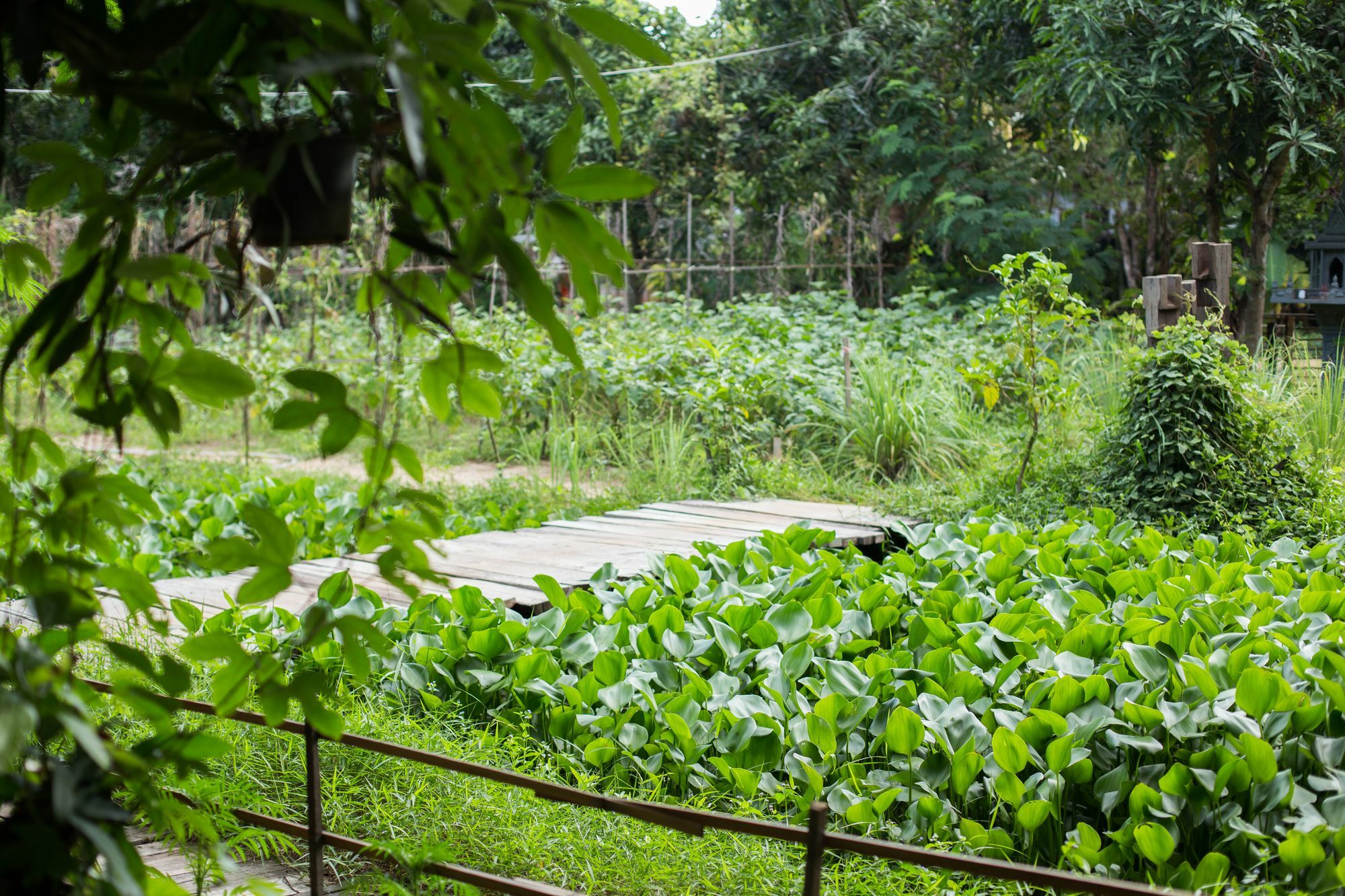 Isann Lodge Siem Reap Exterior foto